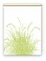 Preview: Rollo Reed24 Apfel blanco, Rollo, Motivrollo, Rollo mit Druck, Fotorollo, bedrucktes Rollo, Fensterrollo,verdunkelndes Rollo, Sonnenschutz Rollo